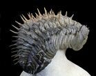 Spiny Drotops Armatus Trilobite - #36592-1